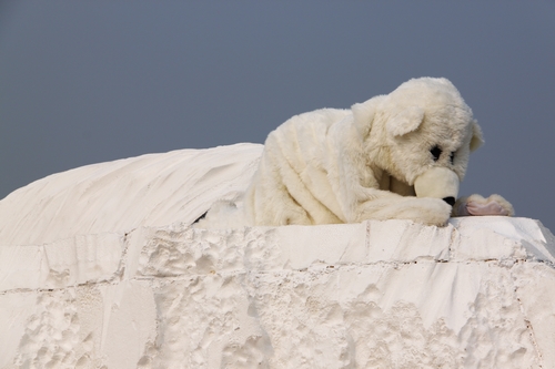 无家可归的北极熊：气候危机分秒间恶化