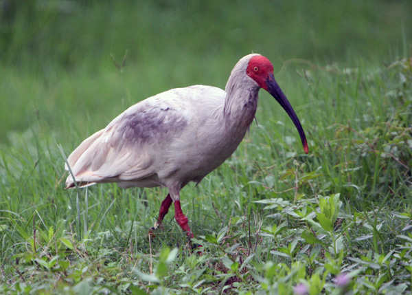 crested ibis