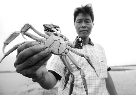 Hairy crabs get reprieve from reunion dinners