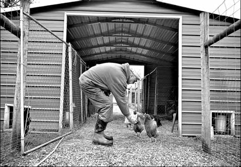 For suburban chickens, a decent spot for retirement