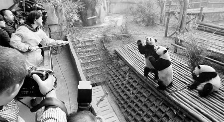 Pambassadors tell world of pandas' plight