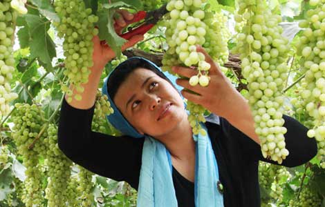 Weibo users have grape expectations for Xinjiang county