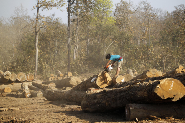 Myanmar to ban log exports to save forests