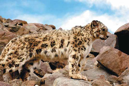 Tibet steps up efforts to protect leopards