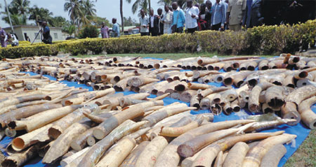 Africa surpasses Asia in smuggled ivory seizures