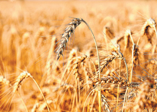 Wheat speculators most bearish on record as Kansas drought eases