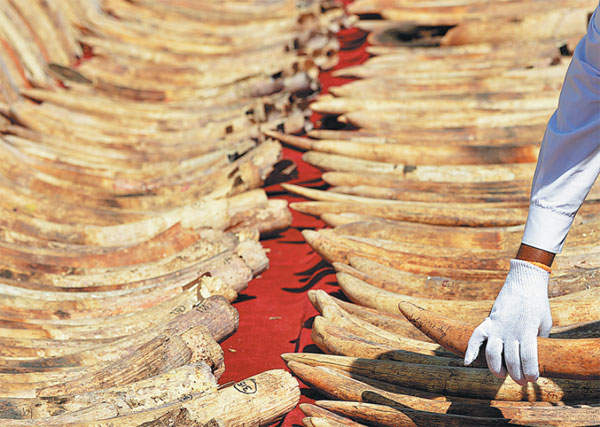 Country's biggest illegal ivory haul destroyed