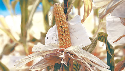 Cases of illegal GM crops 'under control'