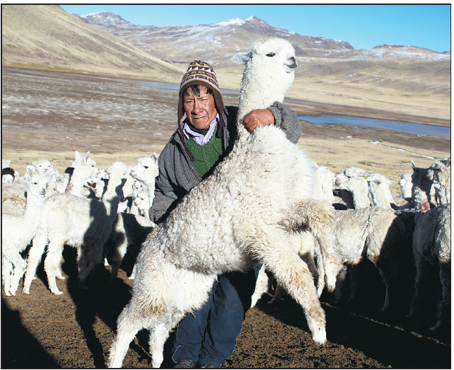 Bitter cold devastates alpaca farmers
