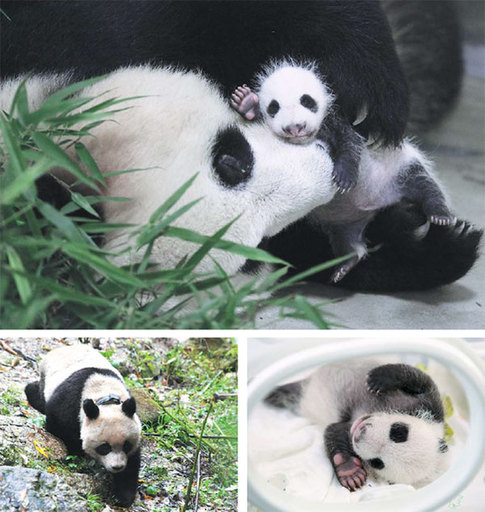 Breeding pandas - struggle bears fruit