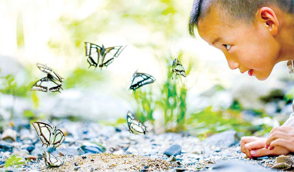 Nature beckons with butterflies and birds