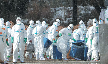 Poultry culling starts after bird flu outbreak