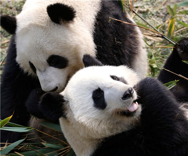 Panda twins make debut in Chengdu