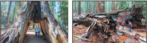 Fans mourn death of California's famous 'drive-thru' sequoia