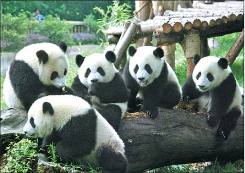 City charms with natural beauty, pandas and living history