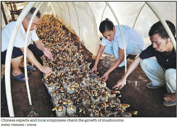 Chinese mushroom tech sprouts in Lesotho