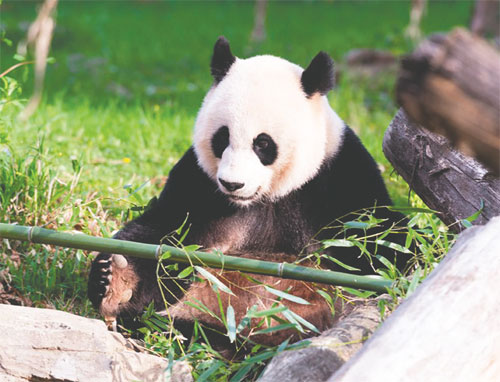 Panda to be inseminated via China
