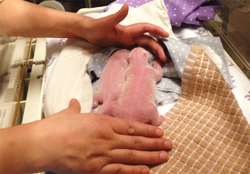 Canada welcomes twin panda cubs