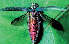 Asian beetle destroying North America's ash trees