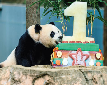 Birthday party of firsts for panda