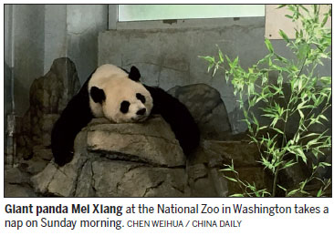 DC's giant panda fans could be in for a big surprise