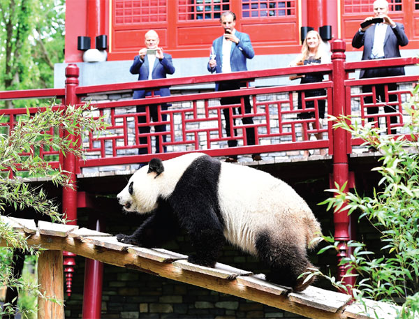 Panda pair make their appearance at Netherlands zoo