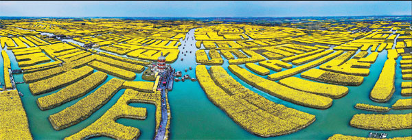 Sea of gold floods 'Town of a Thousand Islands'