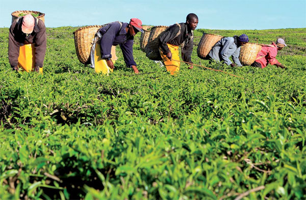 Kenya looks to China for tea expertise