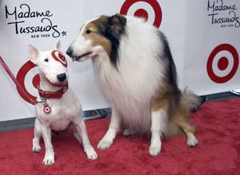 Bull Terrier Bullseye gets his seat in Madame Tussauds