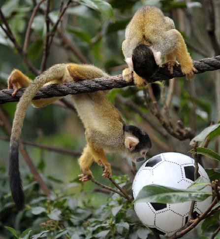 Squirrel monkeys play football