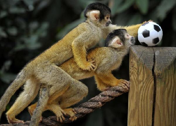 Squirrel monkeys play football