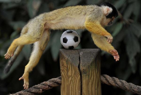 Squirrel monkeys play football