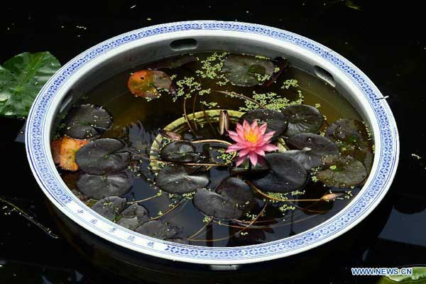 Waterlilies bloom to greet summer in Hangzhou