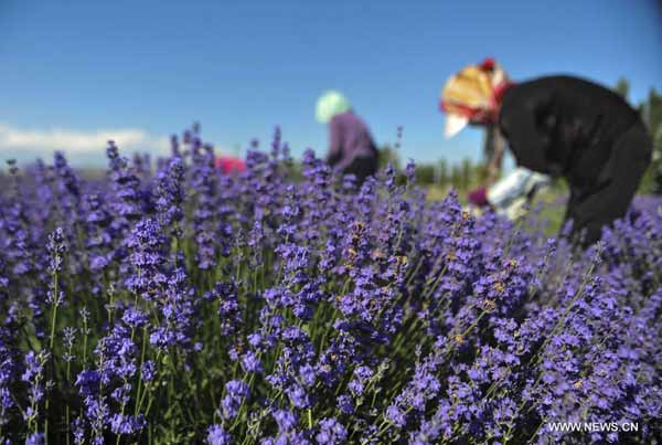 Lavender flowers in Xinjiang