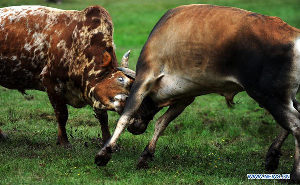 Bullfight at China's Yi ethnic group's Torch Festival