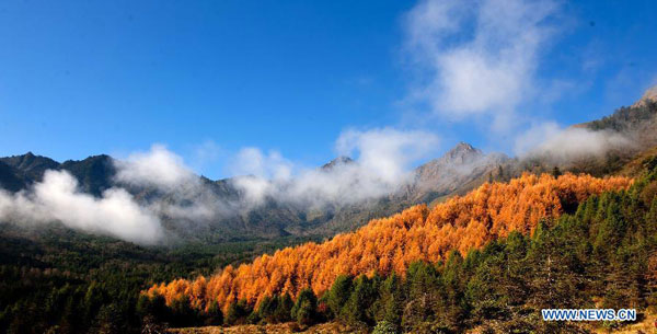 Autumn scenery of Jiajinshan National Forest Park in Sichuan