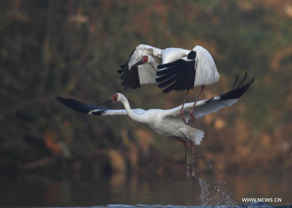 White cranes in Sikou township of Wuyuan county