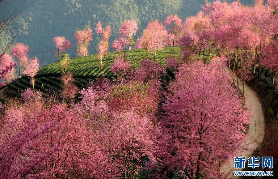 Oriental cherries bloom in winter in China's Yunnan