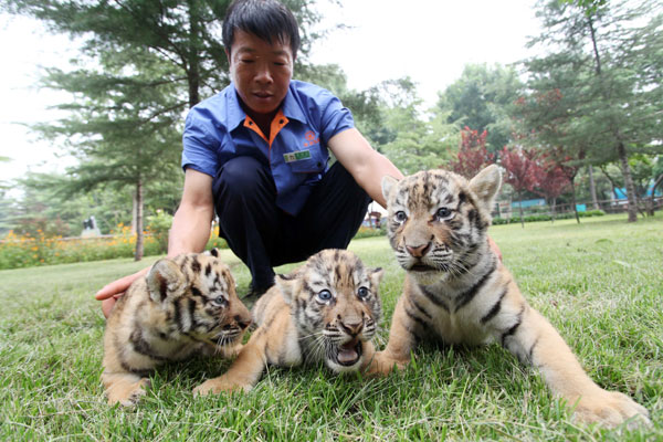 Nations unite to help tigers