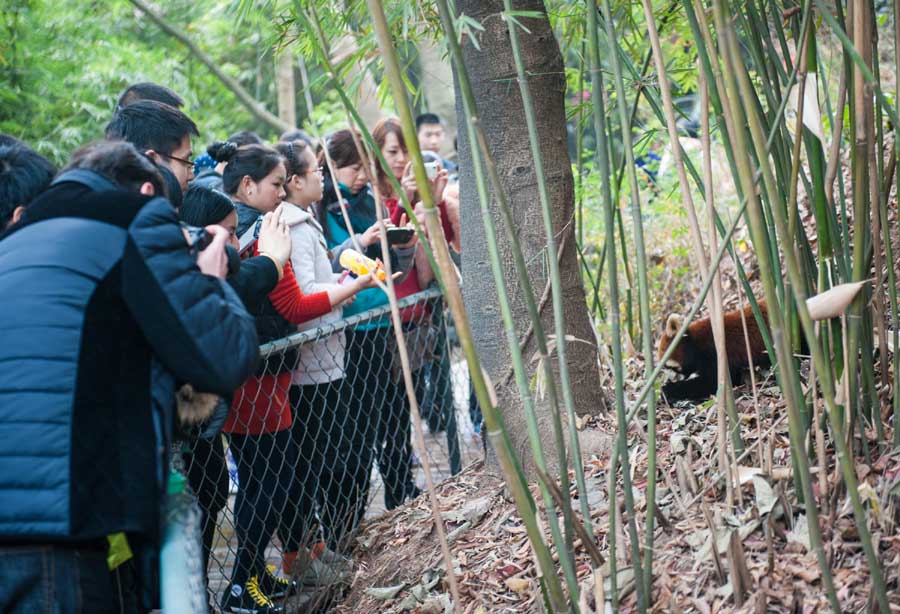 Panda-themed carnival delights tourists in Chengdu
