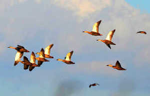 Researchers find birds of a unique feather