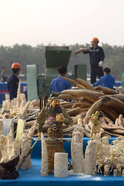 Call to ban ivory give and take