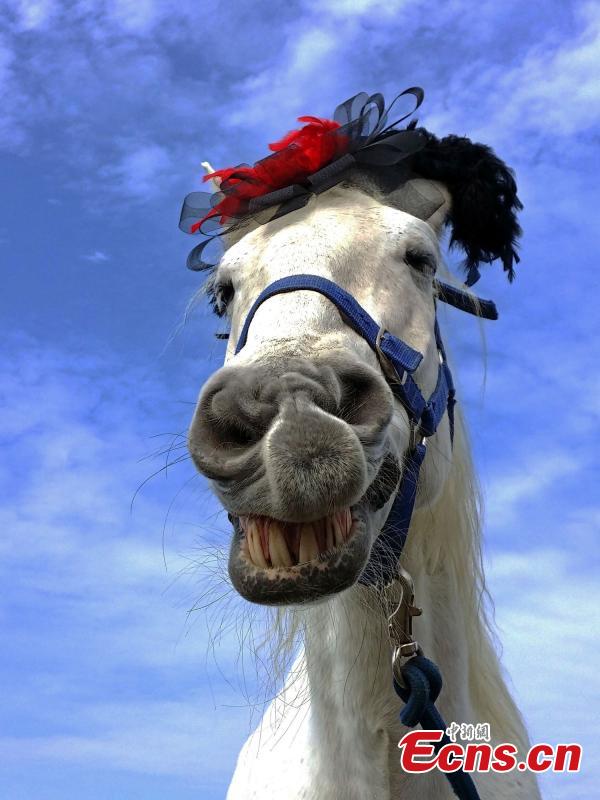Icelandic Horse HairstylesNews & Recent PhotosColin Tyler Photography