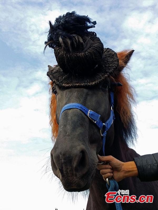 Horses get prepared for racing with fashion hairstyles