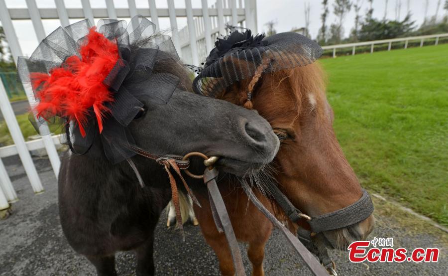How to plait a horse's tail and mane - Horseback Riding Information and  Facts