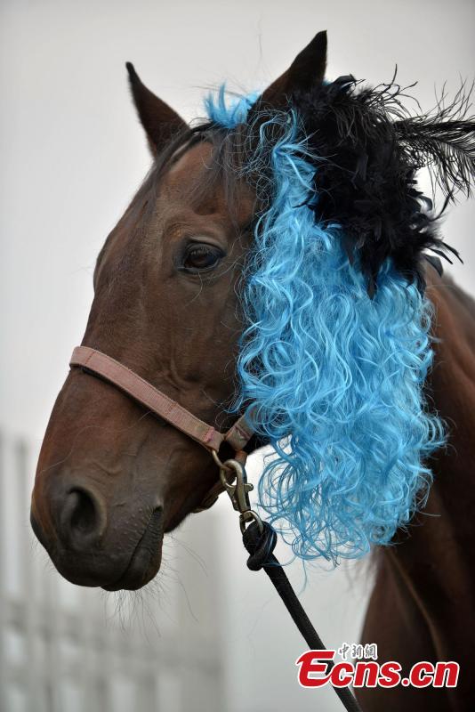 Horses get prepared for racing with fashion hairstyles