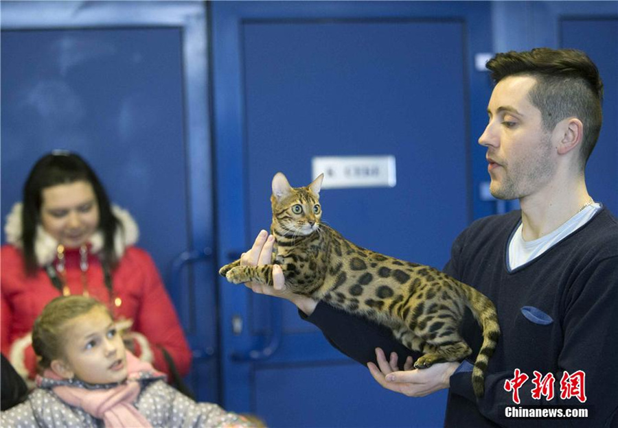 Cute cat show warms up Minsk