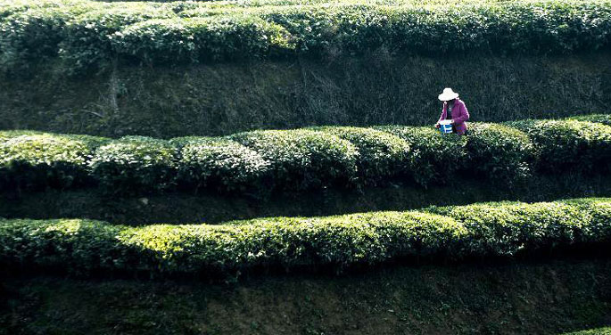 Tea picking season begins in China's Hubei