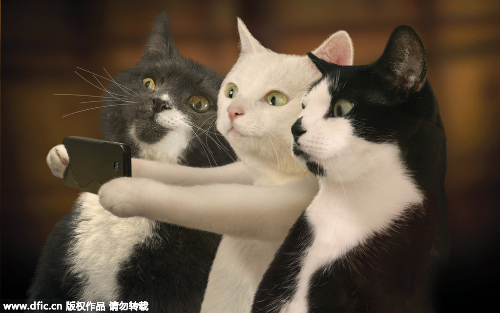 Calendar features picture purr fect furry friends 1 Chinadaily .cn