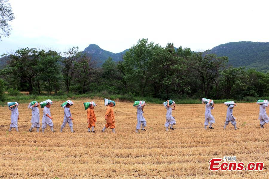 Harvest time for kung fu masters